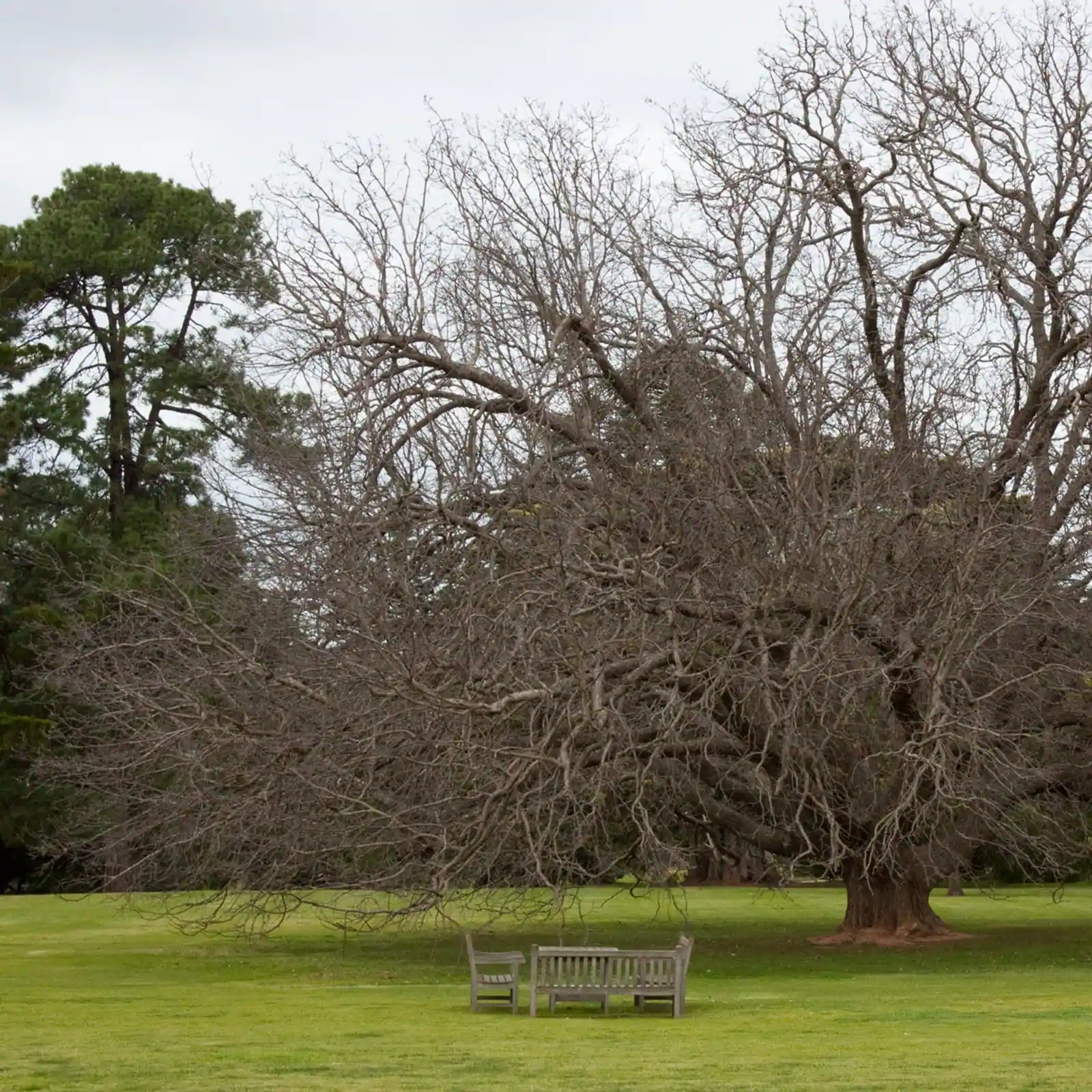 Winter gardens at Werribee Mansion